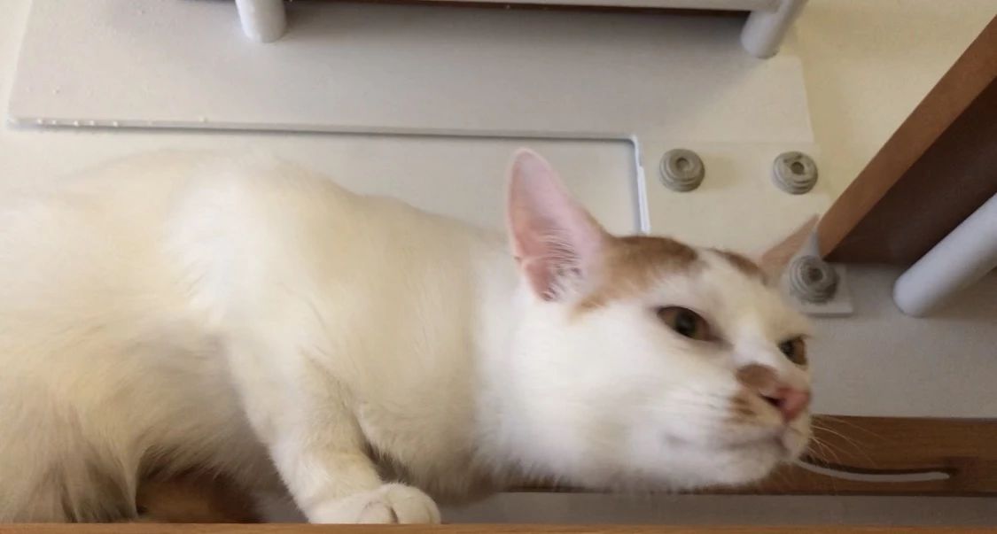 猫咪贫血药物治疗多久恢复,猫咪贫血的原因是什么有什么症状