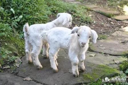 羔羊接生口诀,羔羊饲养方法视频