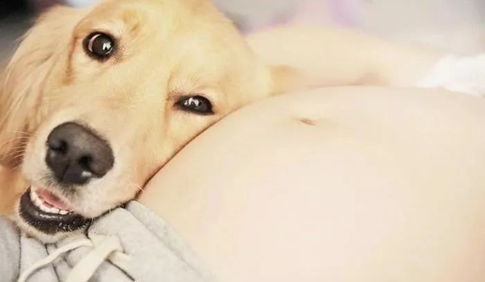 狗子感受到人类胎动,狗趴在主人肚子上听到胎动