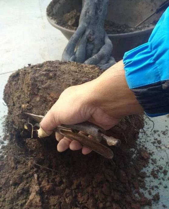 金弹子开花授粉时间,金弹子开花初期如何养护和管理