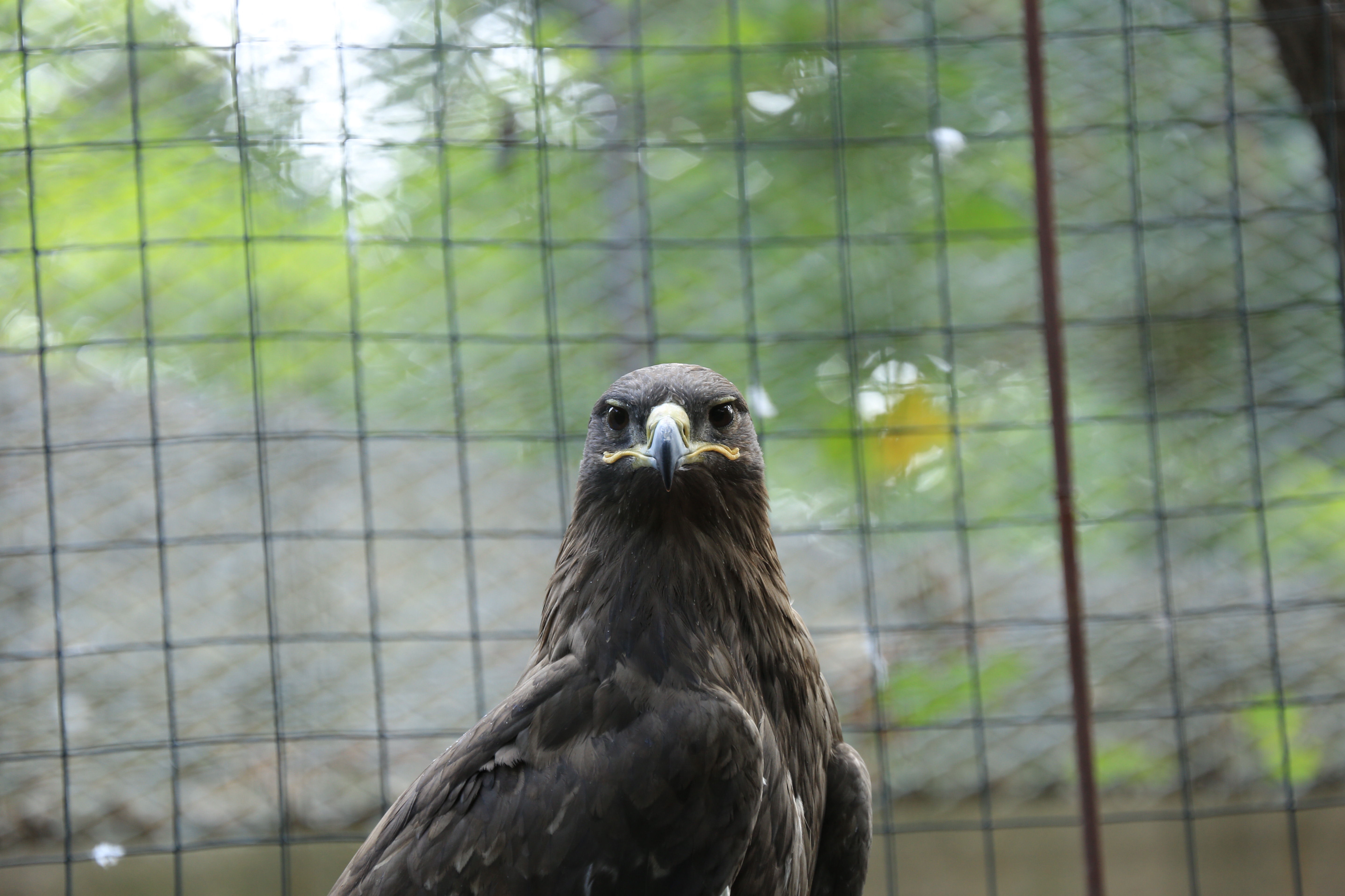 2020秋季旅顺百鸟园“爱鸟救鸟”活动拉开帷幕