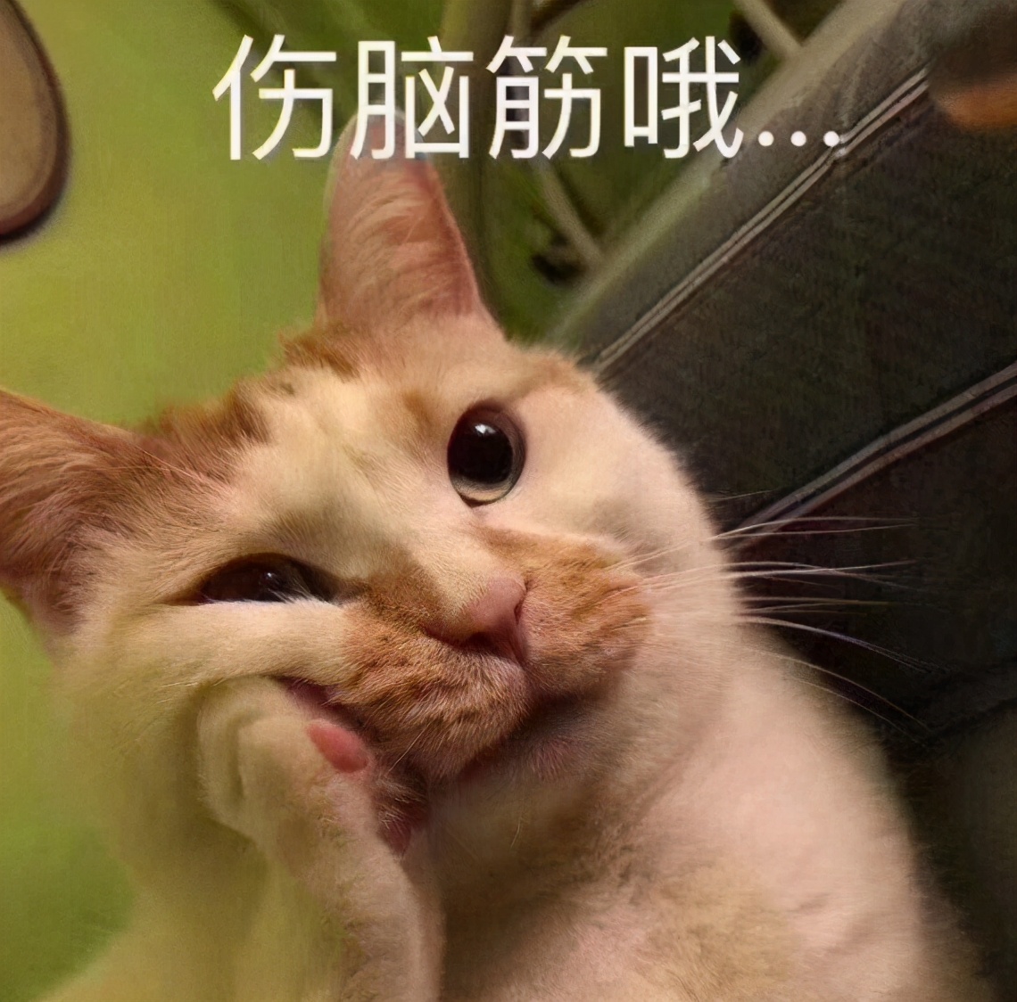 女孩儿养猫十天变秃头,养猫怎么防止得猫癣