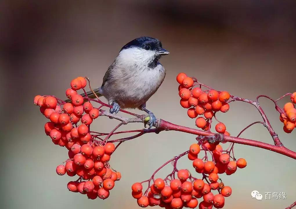 红子鸟饲养与管理,如何判断红子鸟会不会叫