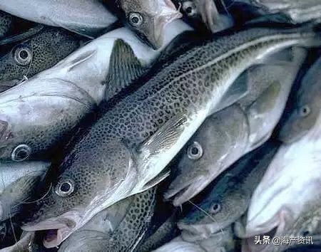 真鳕鱼科普,真鳕银鳕黑鳕鱼