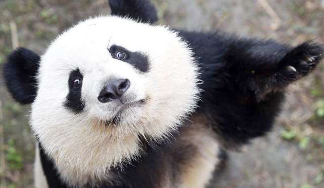 网红饲养员大熊猫,大熊猫网红饲养员