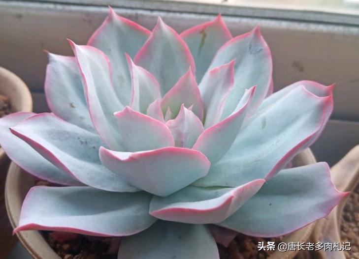 几款好看的厚叶型多肉,超大型多肉薄叶三仙广寒宫