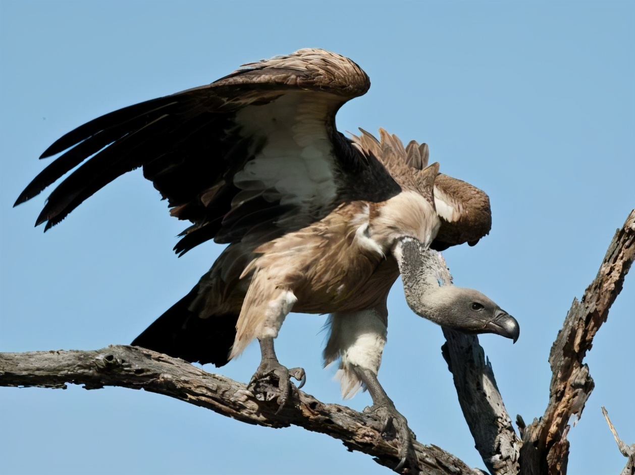 为啥猫咪是独居而狮子是群居,老虎和狮子谁和猫的关系近