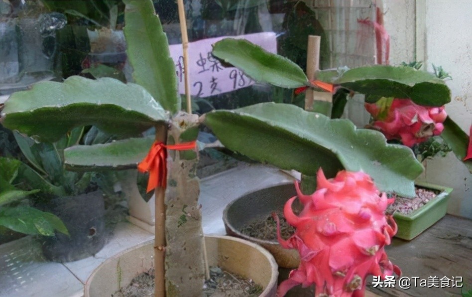 三种水果籽可以种花盆,3种水果籽土里长出盆栽果子