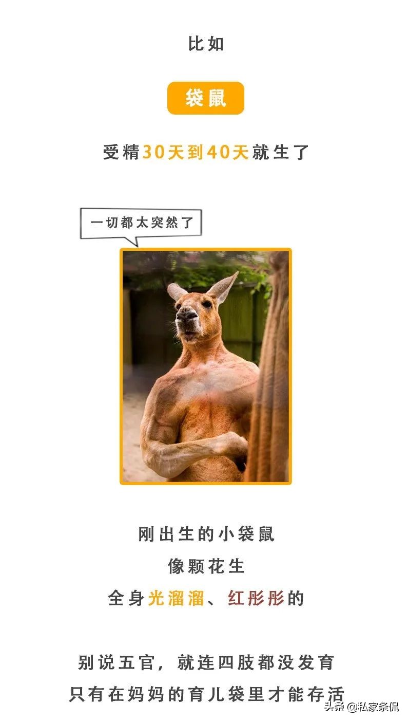 动物世界生蛋的过程,动物世界奇特的分娩方式