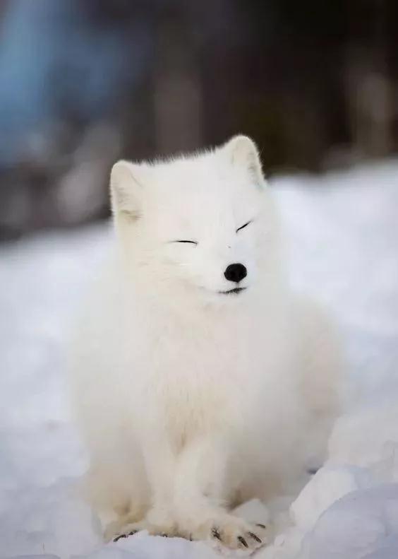 arcfox极狐还能翻身吗,试驾arcfox北极狐