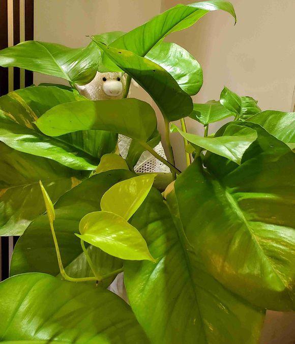 绿萝修剪是剪新枝条还是老枝条,绿萝的枝叶和根系可以修剪吗