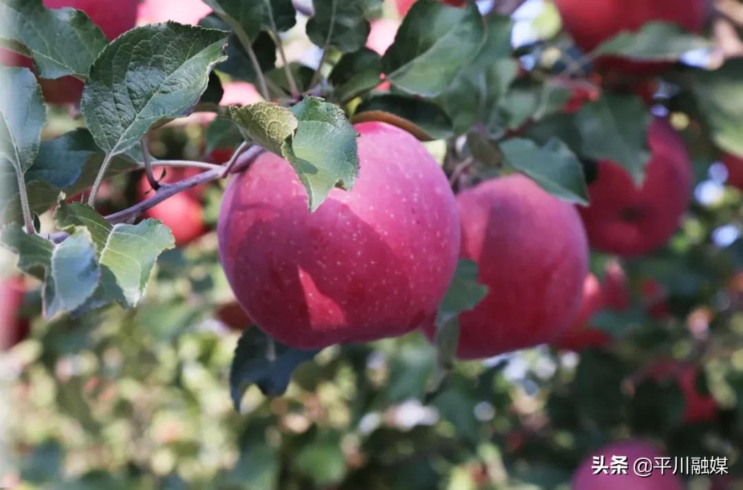 又香又脆又甜的苹果,好吃的苹果又脆又甜青苹果