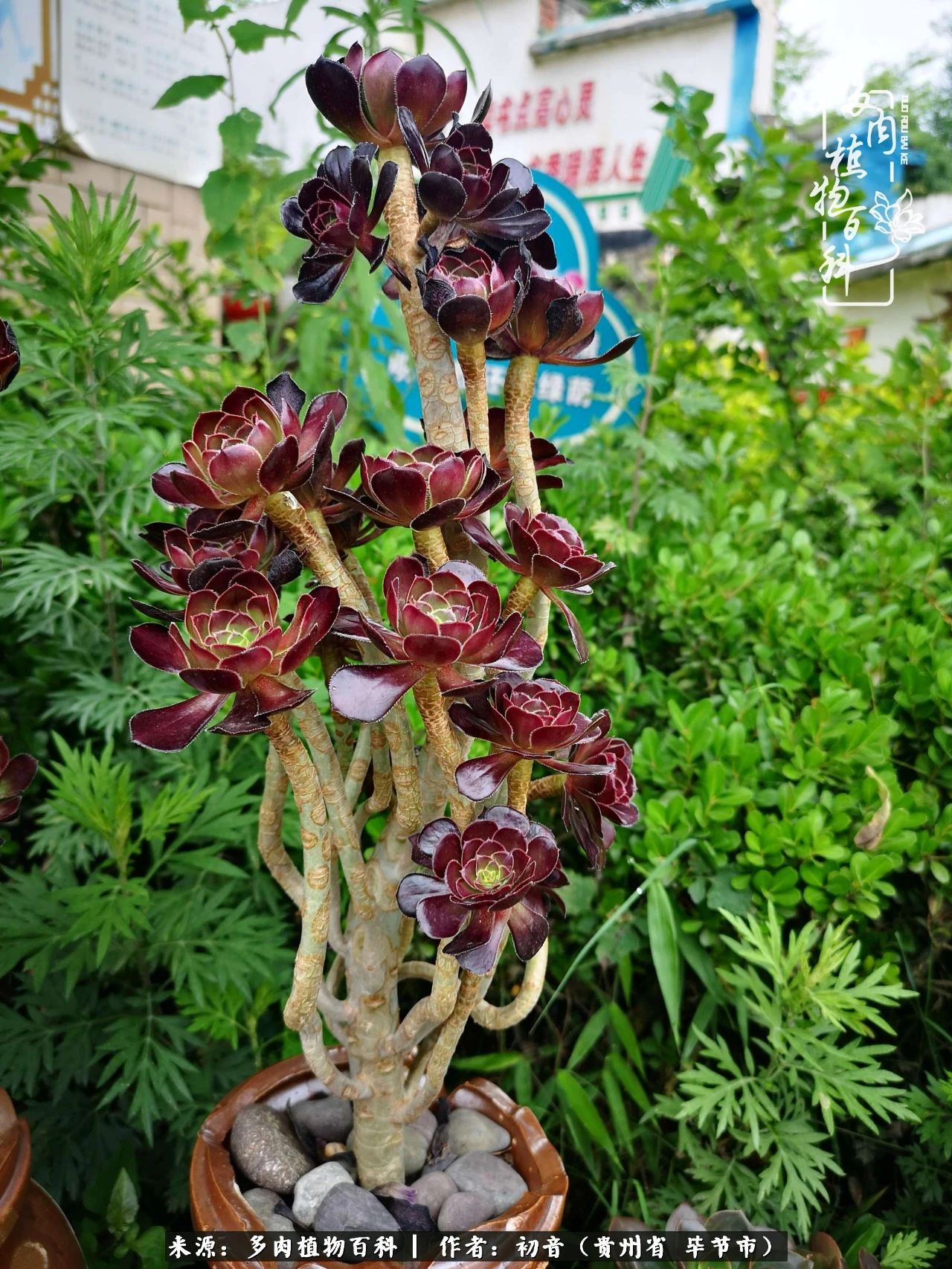 和多肉共度美好时光,与多肉一起成长