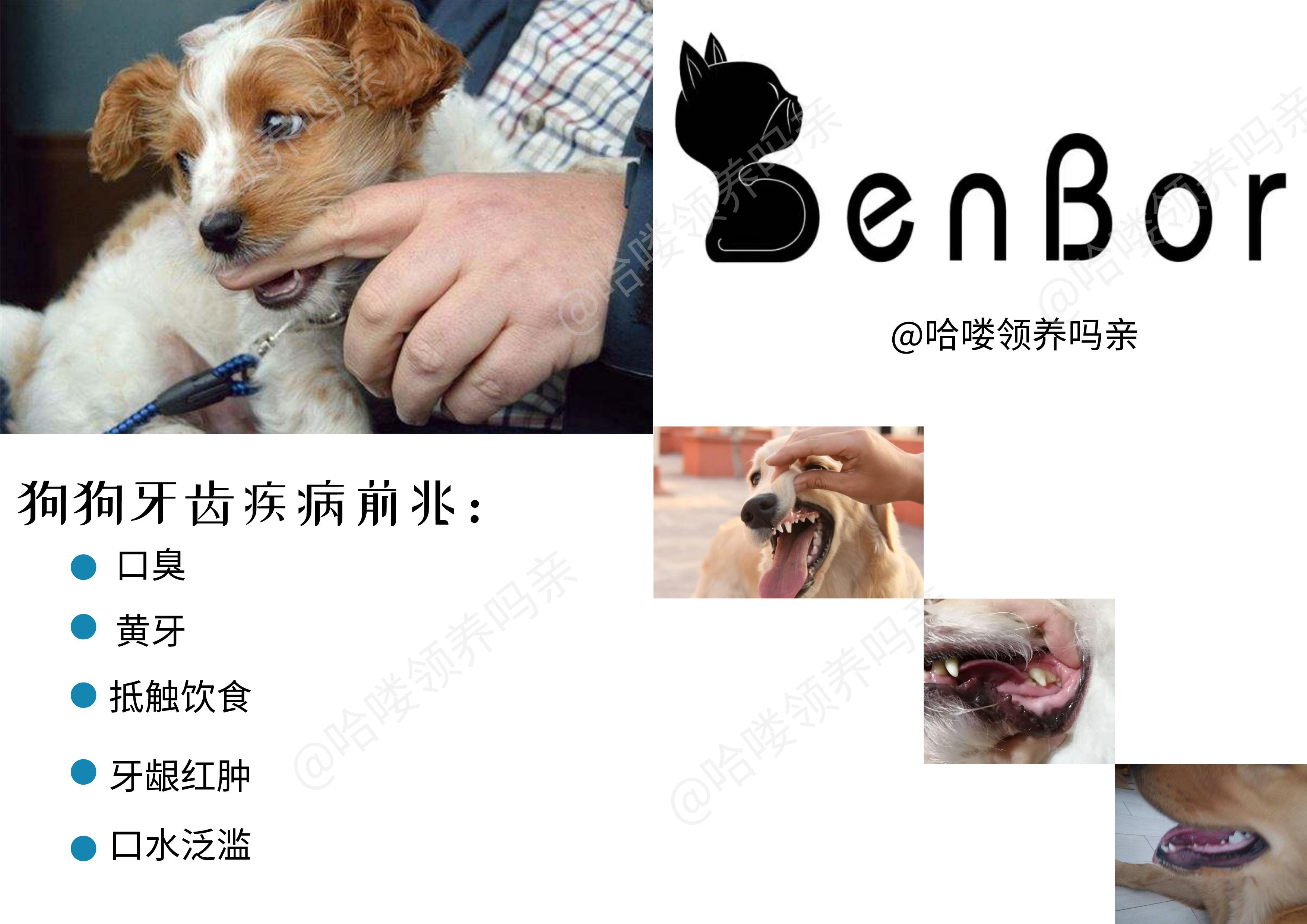 狗狗换牙期间怎么帮助清理牙齿,狗狗如何保护牙齿健康