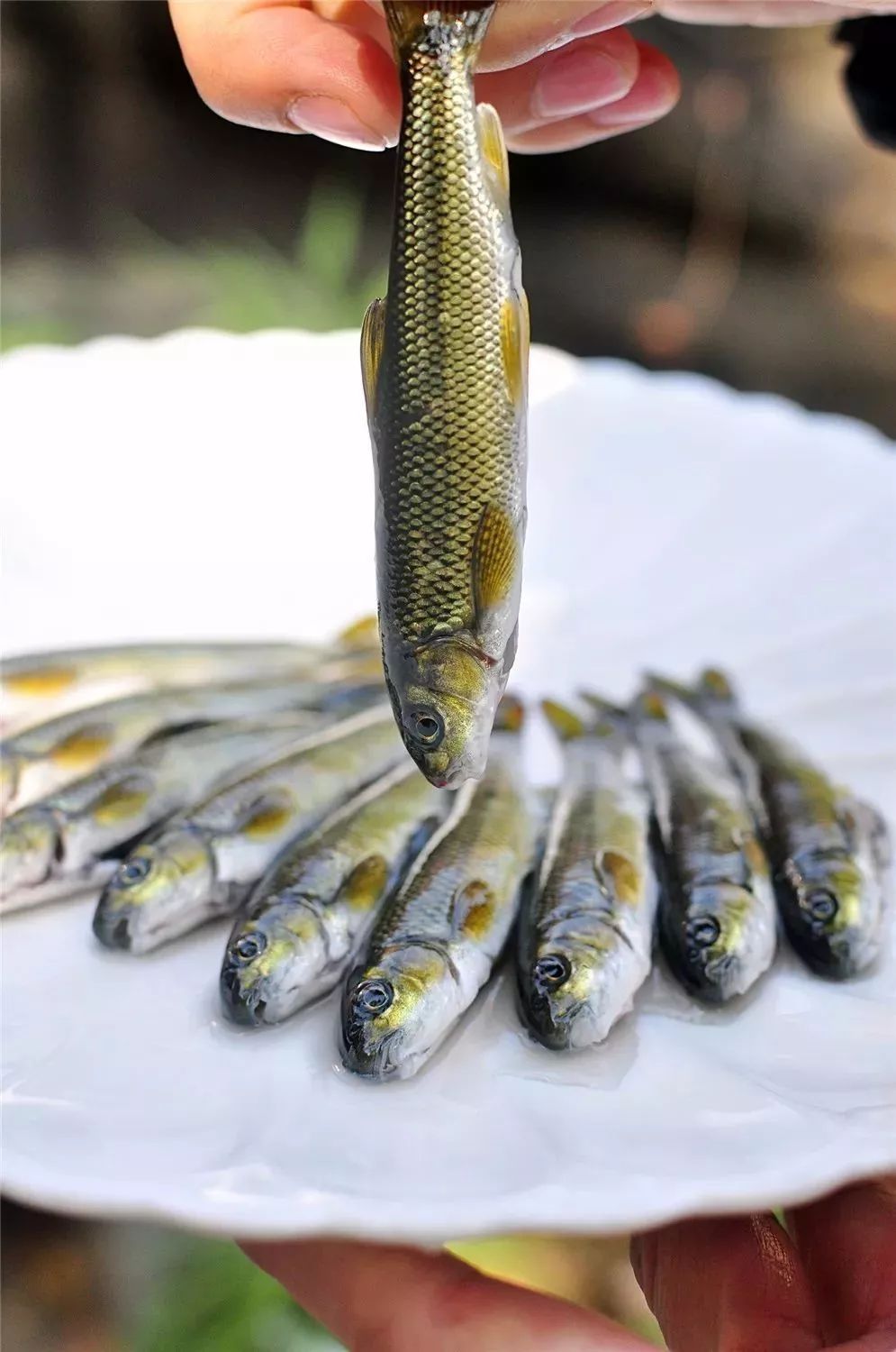 世界十大凶猛淡水鱼类,顶级淡水鱼类