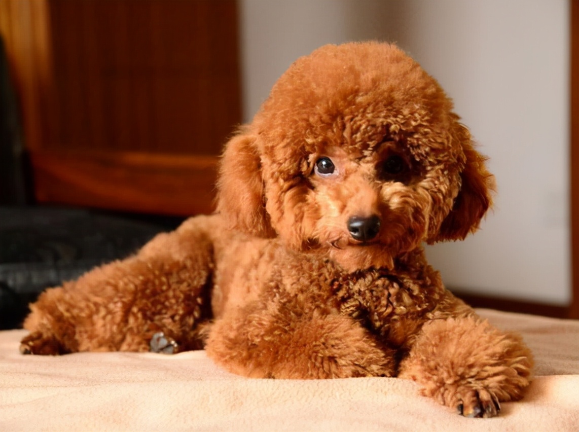 饲养泰迪犬的正确方法,室内饲养泰迪犬应该注意的问题