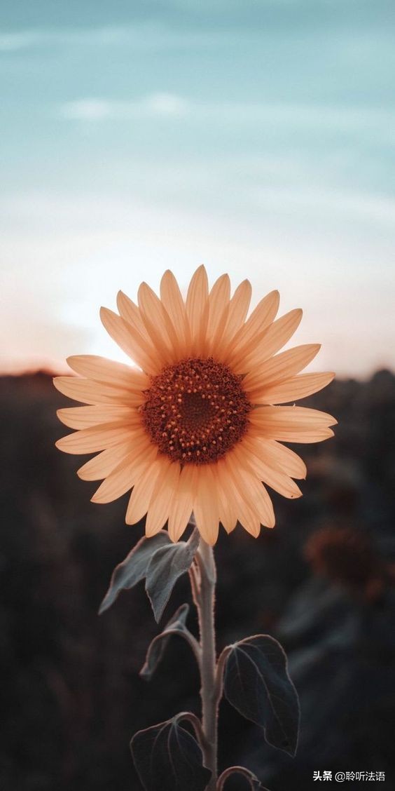 佛学经典讲座视频,佛学知识讲座