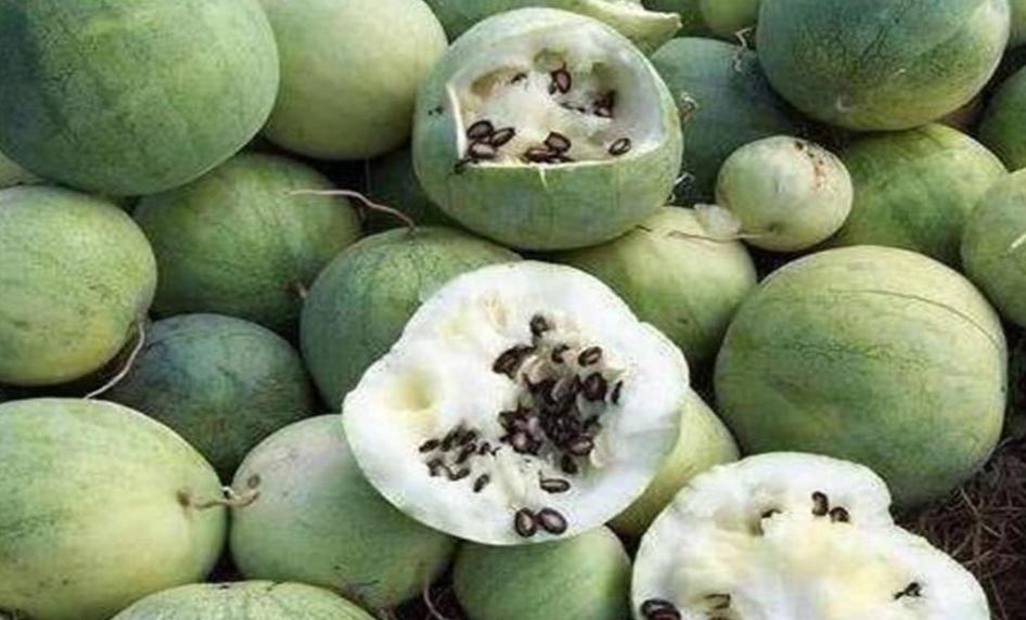 为什么在沙漠里遇到西瓜不能吃呢,沙漠里遍地是西瓜为何却无人敢吃