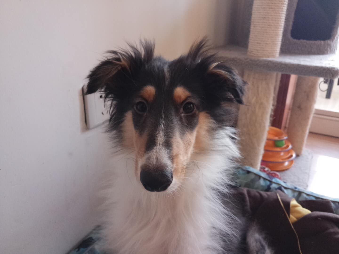 狗狗立耳立了一半是什么情况,狗狗立耳是一瞬间的吗