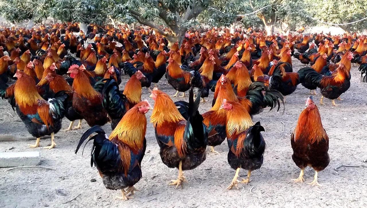 阉鸡和没有阉的鸡有啥区别,阉鸡怎么阉的步骤