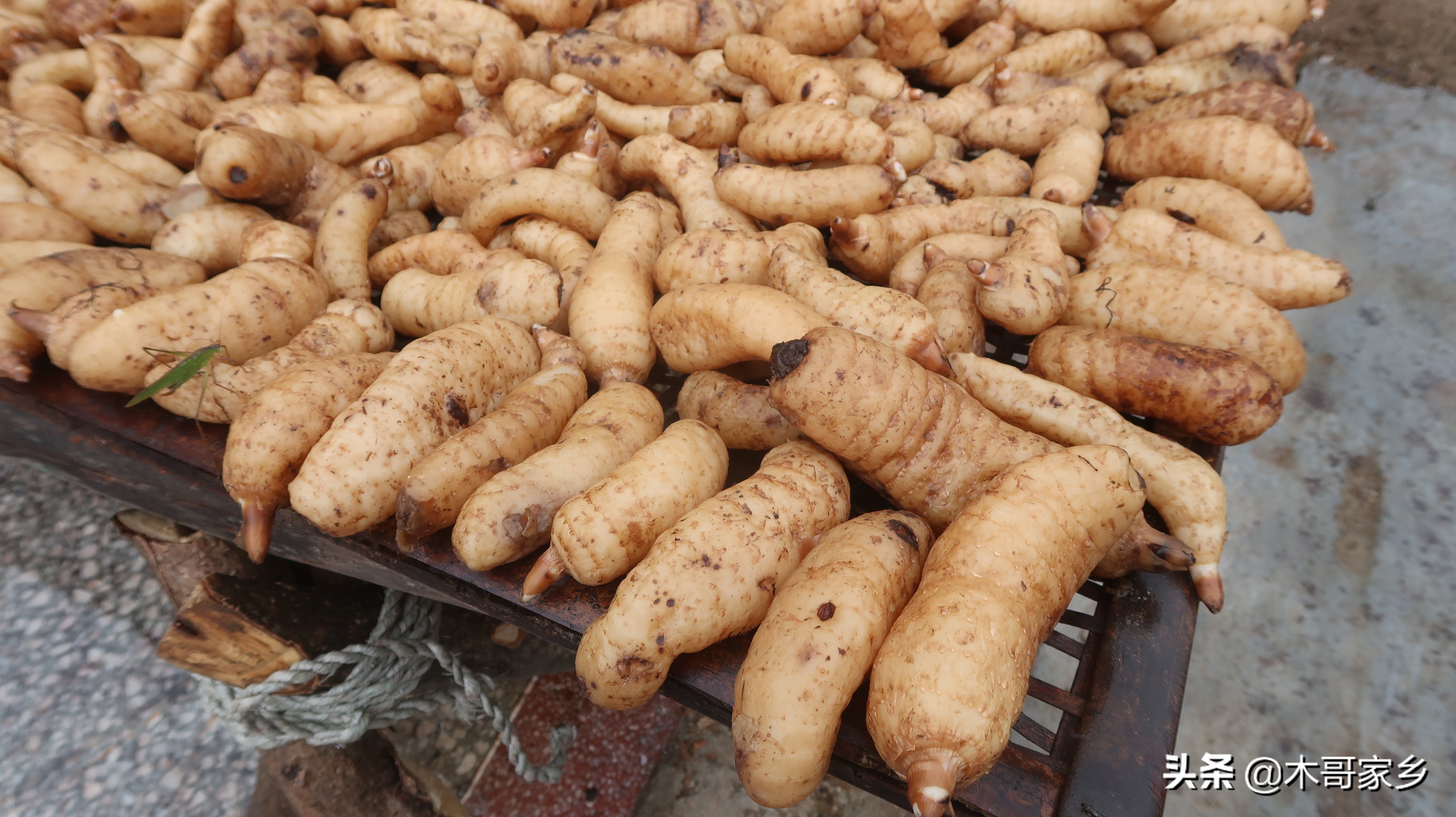 天麻在晒干过程中发霉了怎么办,天麻表面有白色一层是不是发霉