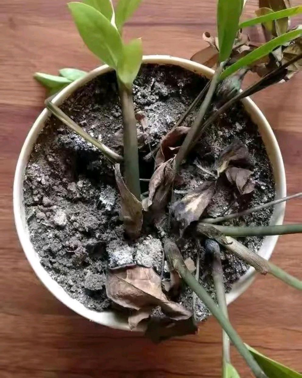 浇水过多死的植物,最容易浇死的6种花