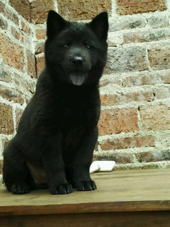 最常见的土狗有哪些,哪种品种土狗比较小又要好看