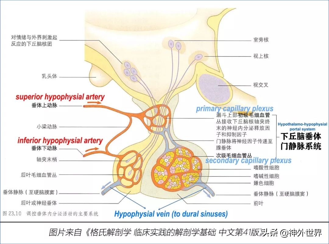 鞍区解剖学习笔记之——垂体