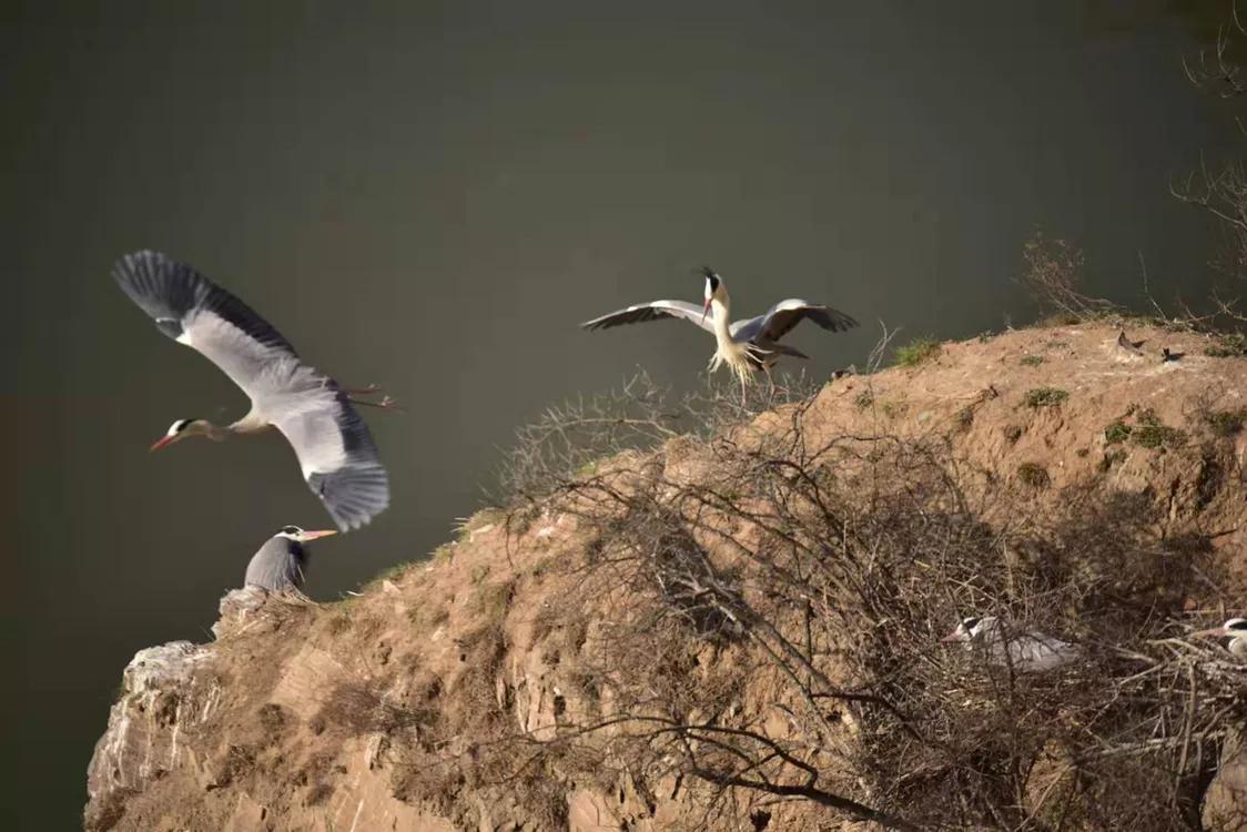 春暖桃花开的视频,春暖桃花开长视频