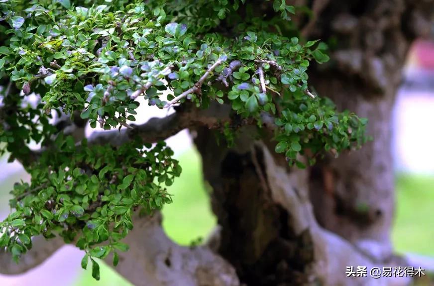 盆景制作技法与鉴赏教案,盆景制作与欣赏文章