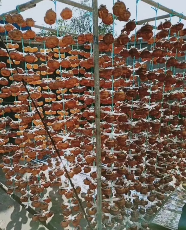 摘柿子为什么要留一个,摘柿子为什么会留一些在树上