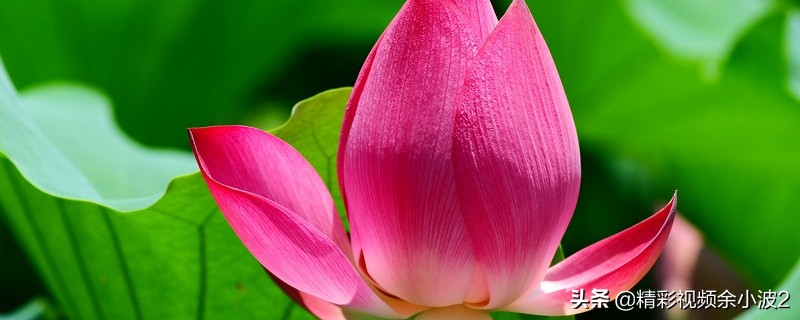 盆栽荷花叶子立不起来,盆栽养殖荷花叶子趴在水面怎么办