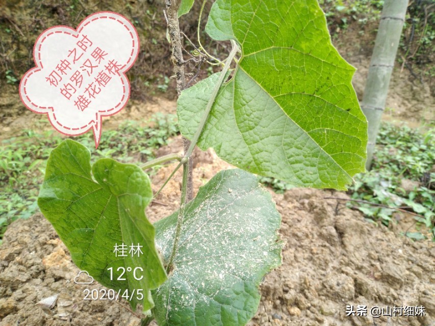 种植罗汉果,雌雄花期不相遇怎么办?先找到原因,解决办法在这里