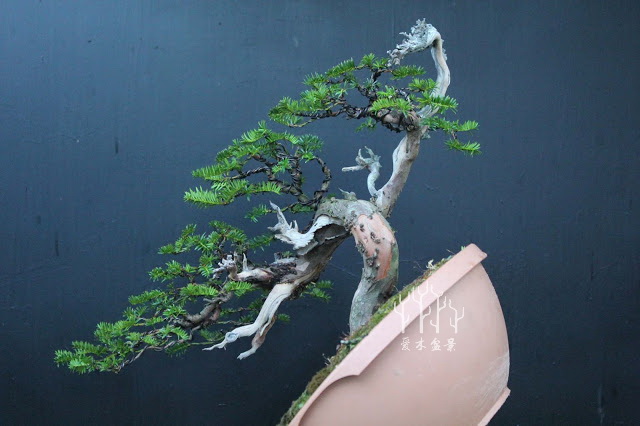 红豆杉盆景整形蟠扎视频,红豆杉蟠扎盆景