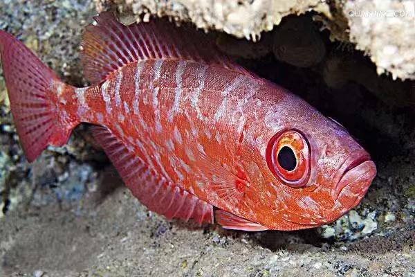 潮汕什么鱼做刺身最好吃,潮汕的鱼哪种适合刺身