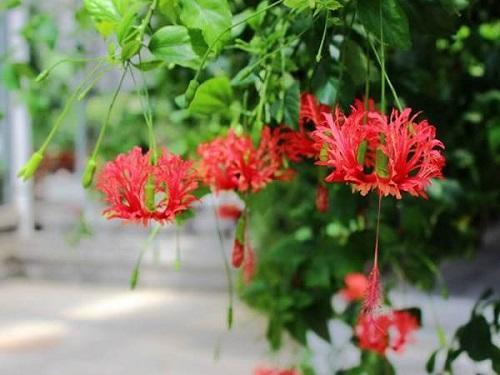 大叶红灯笼花,红灯笼的花有哪些