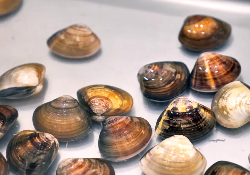 蛤蜊吐沙后还是有腥味？料理前多一步，味道更鲜美