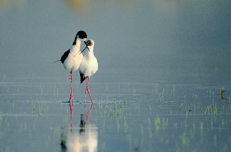 林草科普视频,林草科普