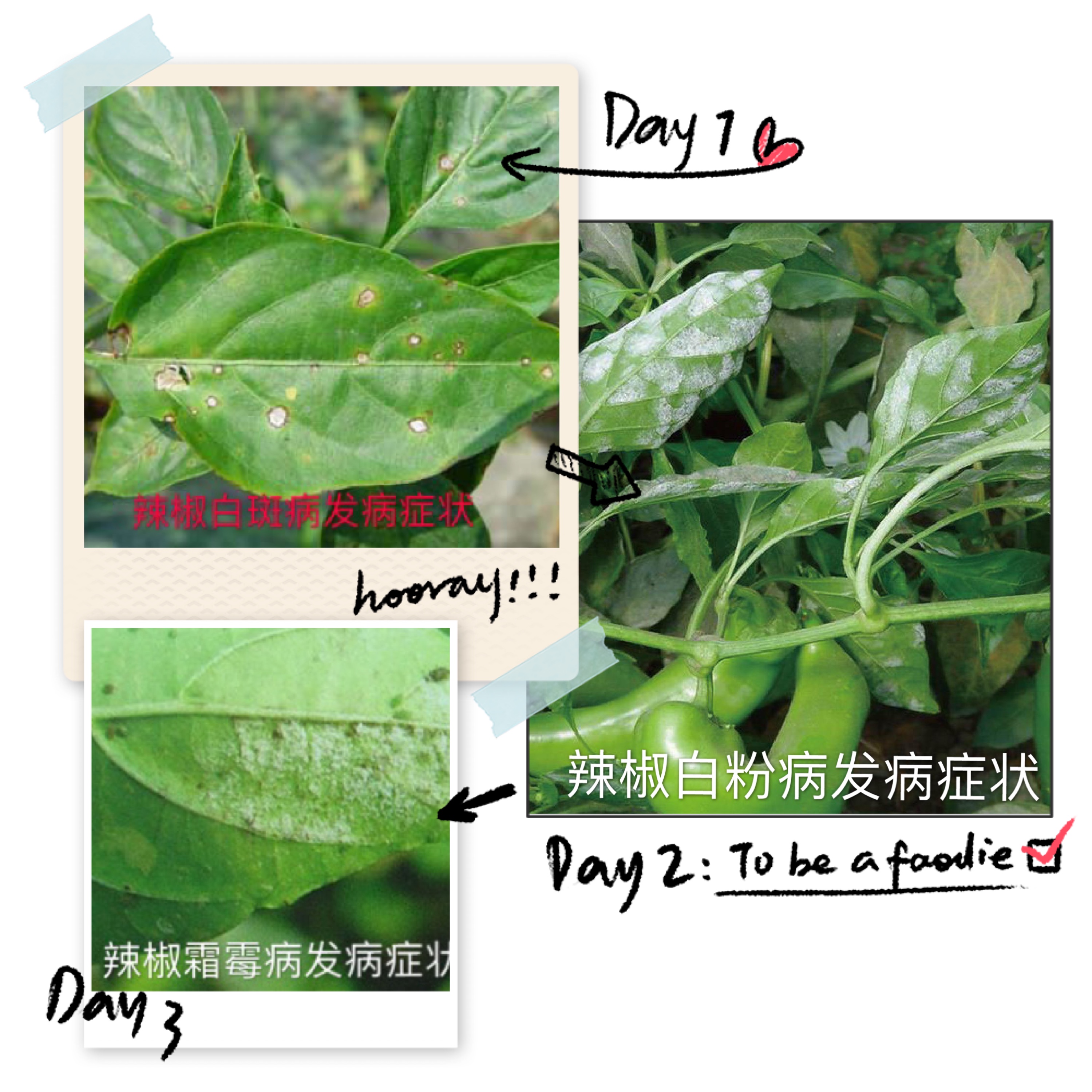 高温高湿辣椒病的治疗,辣椒高温高湿容易爆发哪些病害