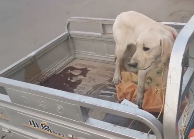 拉布拉多幼犬得了细小5天没死,得了细小狗狗临死的症状