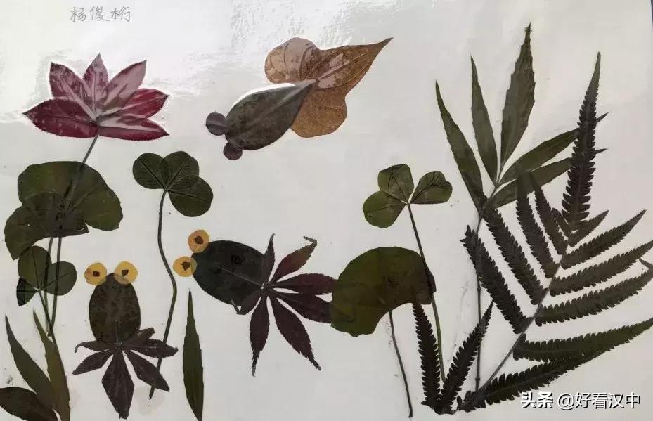 静谧之秋落叶有情汉中市北关小学树叶粘贴画展评