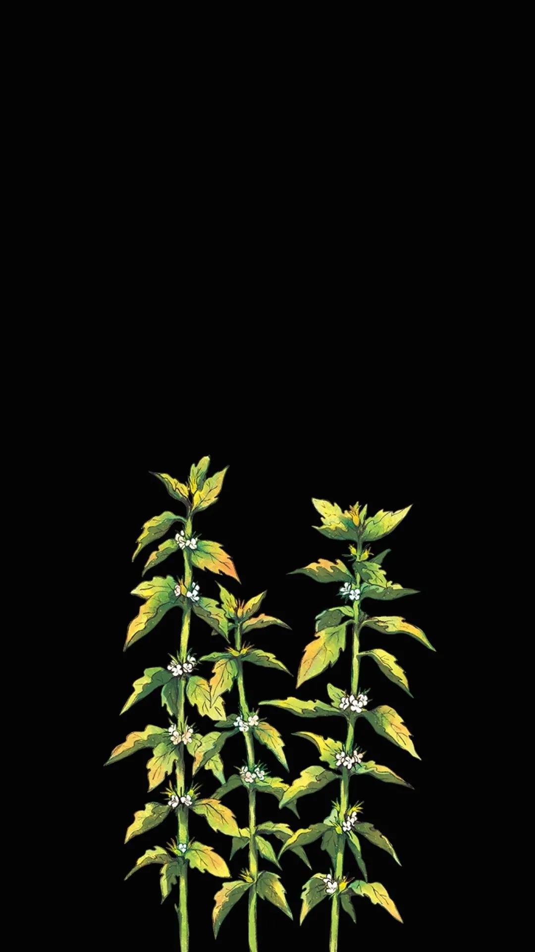 forever黑底白字壁纸,中国党徽黑底1080p壁纸