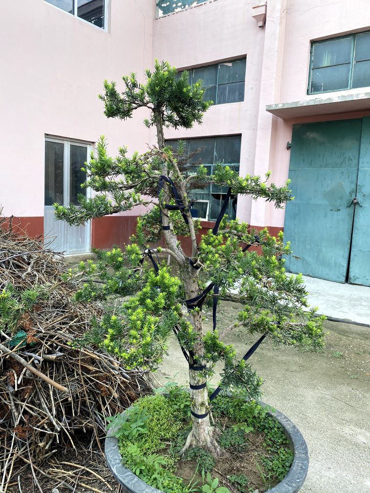 曼地亚红豆杉简介,最大的曼地亚红豆杉