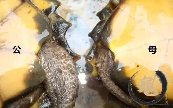 有一种龟为什么叫锯缘龟,锯缘龟八角灵龟