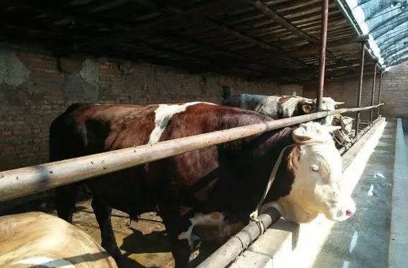 云养牛骗局报警后能找回吗,曝光云养牛app大骗局