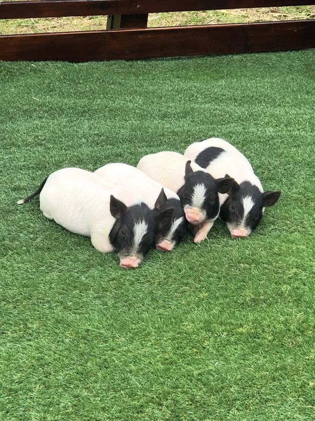 阳朔美景置身水墨丹青,阳朔悦榕庄值得去嘛