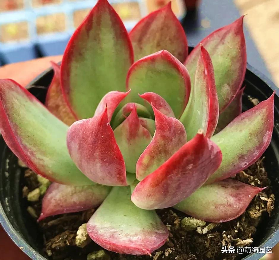 卡西欧g-shockga-110为啥那么贵,卡西欧的手表为什么那么贵