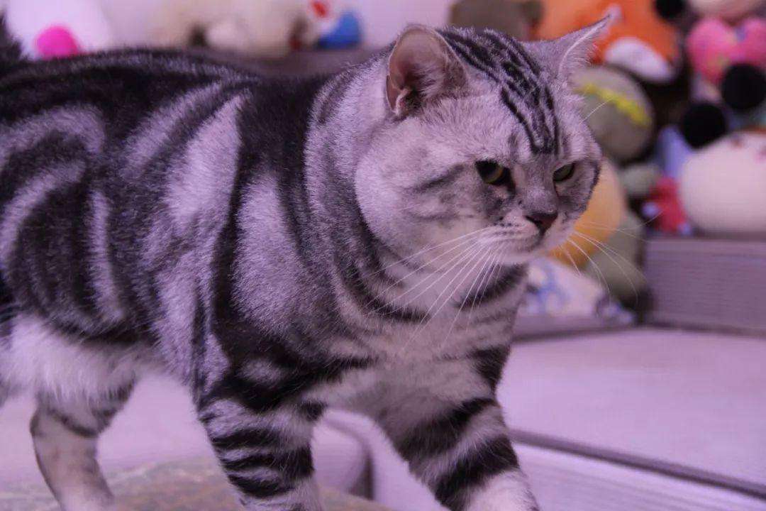 猫咪喵呜的叫是什么意思,猫咪喵的叫一声是什么意思