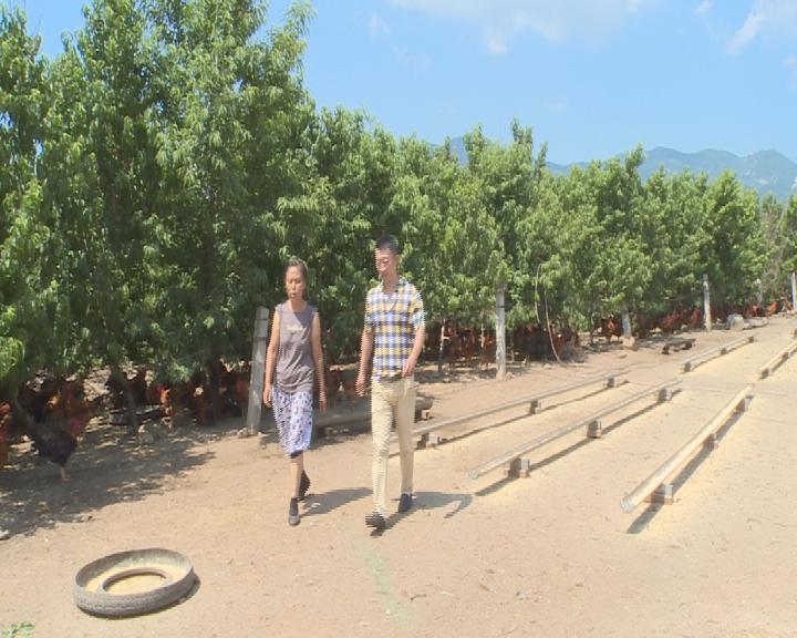 林下有哪些致富项目,林下养鸡100亩利润