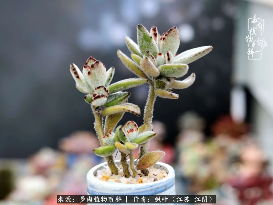 春有约,花不误,多肉与春天有个约会